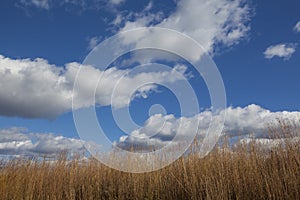 Fluffy clouds on blue sky with dried tall prairie grass