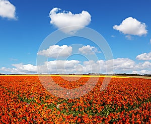 Fluffy clouds over field of buttercups