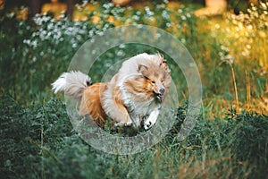 Fluffy collie breed dog runs gallop