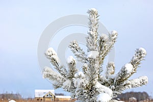 Fluffy coniferous branches of pine tree covered with snow against blue clear sky