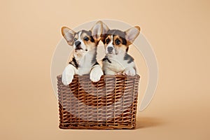 Fluffy corgi puppies in wicker basket