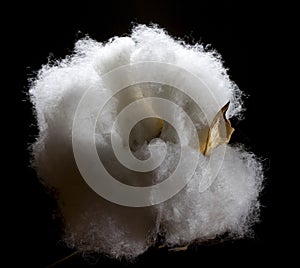 Fluffy cotton photo