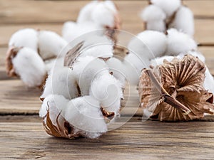 Fluffy cotton ball of cotton plant.