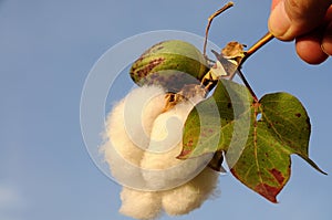 Fluffy cotton bud