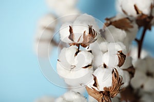 Fluffy cotton flowers on blurred background. Space for text