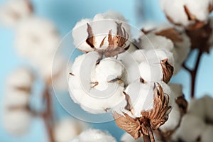 Fluffy cotton flowers on blurred background. Space for text
