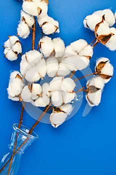 Fluffy cotton flowers in glass vase on blue background, flat lay. Cotton flower branch with copy space. Top view. Flat lay.