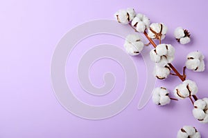 Fluffy cotton flowers on lilac background. Space for text