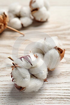 Fluffy cotton flowers on white wooden table, closeup. Space for text