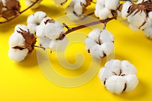 Fluffy cotton flowers on yellow background