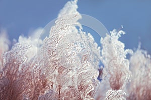 Fluffy cotton like plant in the wind on blue sky