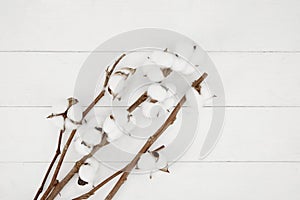 Cottons on a white background