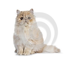 Fluffy cream Persian cat kitten, isolated on white background