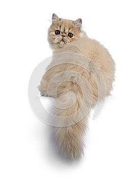 Fluffy cream Persian cat kitten, isolated on white background