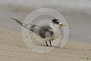 Fluffy Crested Tern