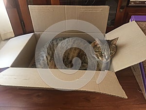 Fluffy cuddly male Tabby cat in box