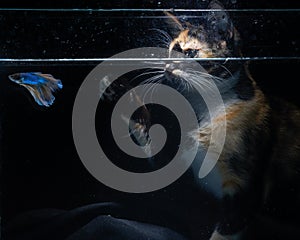 Fluffy cute Cat watching Beautiful blue betta fish in close up with black background