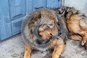 Fluffy cute dog, close-up muzzle looks to the side.