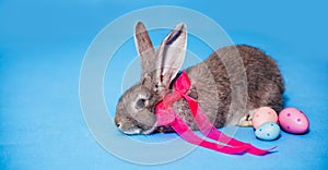 Fluffy cute gray rabbit is sitting on a blue background, and next to it are three Easter eggs. Place for text. Banner Holiday