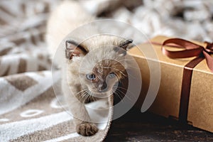Fluffy cute kitten playing with gift on a soft blanket. Little cat looking at the box. Taking care of our little Pets