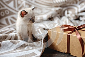 Fluffy cute kitten playing with gift on a soft blanket. Little cat looking at the box. Taking care of our little Pets