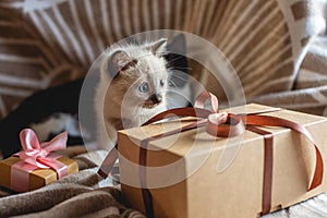 Fluffy cute kitten playing with gift on a soft blanket. Little cat looking at the box. Taking care of our little Pets