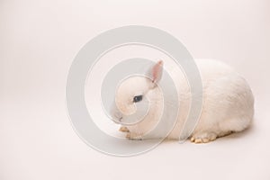 A fluffy cute rabbit with pink ears, gray eyes and a long mustache on a solid white background looks at the camera