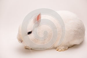 A fluffy cute rabbit with pink ears, gray eyes and a long mustache on a solid white background looks at the camera