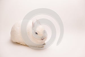 A fluffy cute rabbit with pink ears, gray eyes and a long mustache on a solid white background looks at the camera