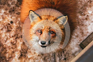 Fluffy cute red fox portrait in winter , zao , miyagi , Tohoku Area,  Japan.