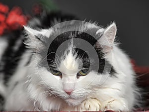 Fluffy cute white with a black cat in the studio on a dark background