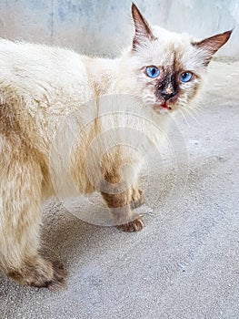 Fluffy cute white gray cat with bright blue eyes Maldives