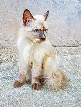 Fluffy cute white gray cat with bright blue eyes Maldives