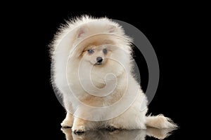 Fluffy Cute White Pomeranian Spitz Dog Sitting isolated on Black