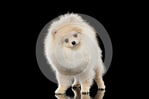 Fluffy Cute White Pomeranian Spitz Dog Standing, Curiously Looking isolated