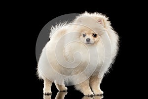 Fluffy Cute White Pomeranian Spitz Dog Standing isolated on Black