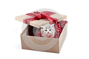 Small adorable grey kitten looking out of decorated cardboard box being birthday present