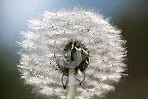 Fluffy dandelion