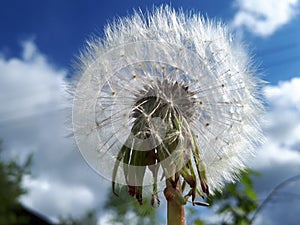 Fluffy dandelion against the sky