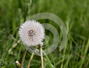 Fluffy dandelion on a background of green grass