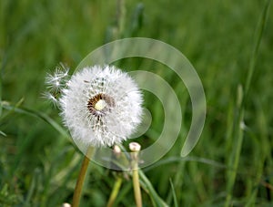 Fluffy dandelion on a background of green grass