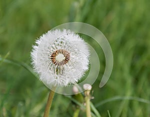 Fluffy dandelion on a background of green grass
