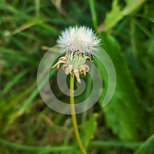 Fluffy Dandelion in Bloom. Dandelion Flowers Green Grass