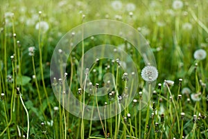 Fluffy Dandelion in Bloom. Spring Dandelion Flowers Green Grass Nature background.