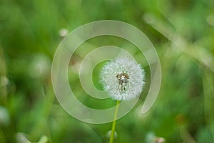 Fluffy Dandelion in Bloom. Spring Dandelion Flowers Green Grass Nature background.