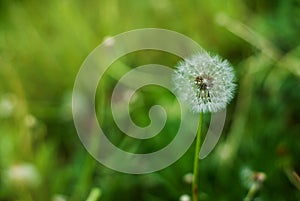 Fluffy Dandelion in Bloom. Spring Dandelion Flowers Green Grass Nature background.