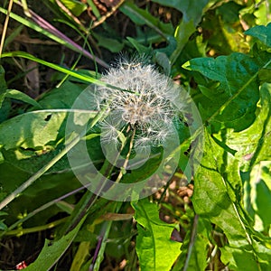 Fluffy Dandelion in Bloom. Dandelion Flowers Green Grass