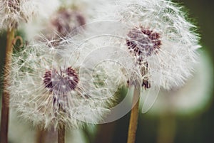 Fluffy dandelion blowballs in summer