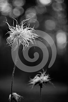 Fluffy dandelion. Bokeh background