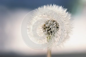 Fluffy dandelion, bokeh photo